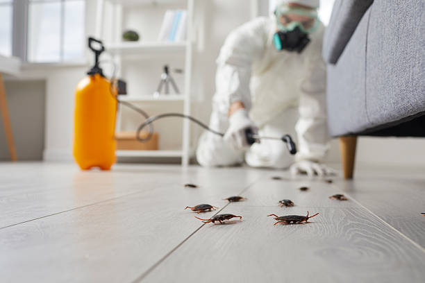 Post-Treatment Bed Bug Interceptor Monitoring in Norwood Young America